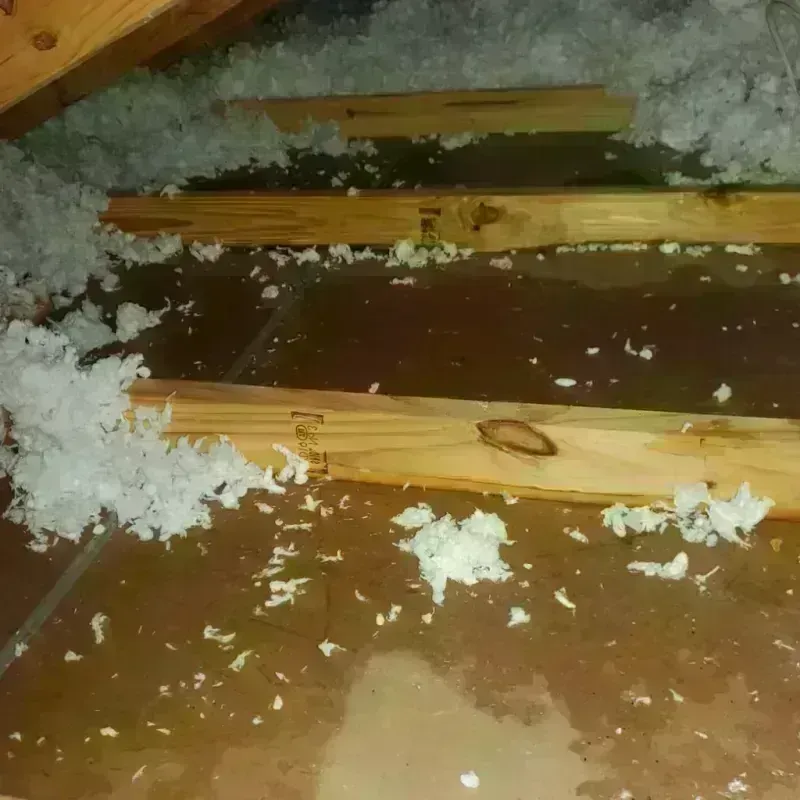 Attic Water Damage in Davis Junction, IL